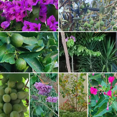 Garden Dina With Free Parking * Split